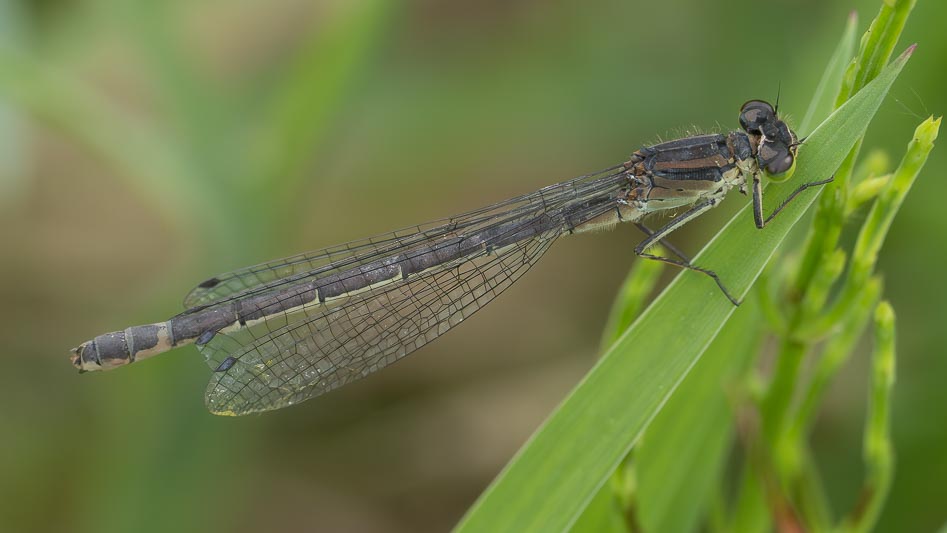 Coenagrion lunulatum female-4.jpg